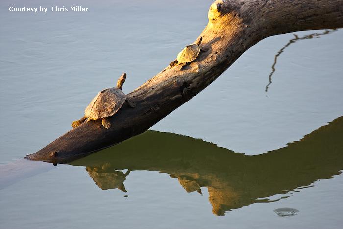 Kaziranga National Park